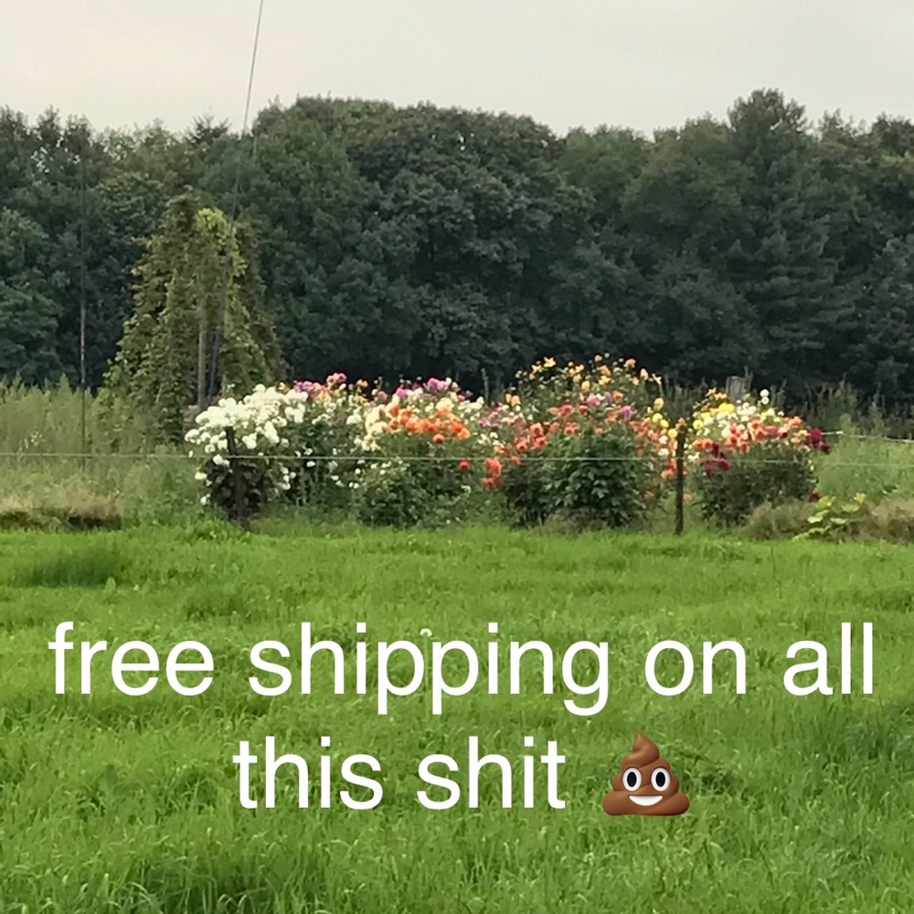 free shipping 🪄